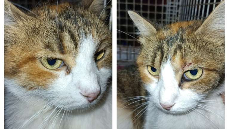 Αυτή λοιπόν είναι η Αστερομάτα: Χαμένη παρέπαιε χτυπημένη  τρεις μέρες κάτω από τα αυτοκίνητα στην Αθήνα