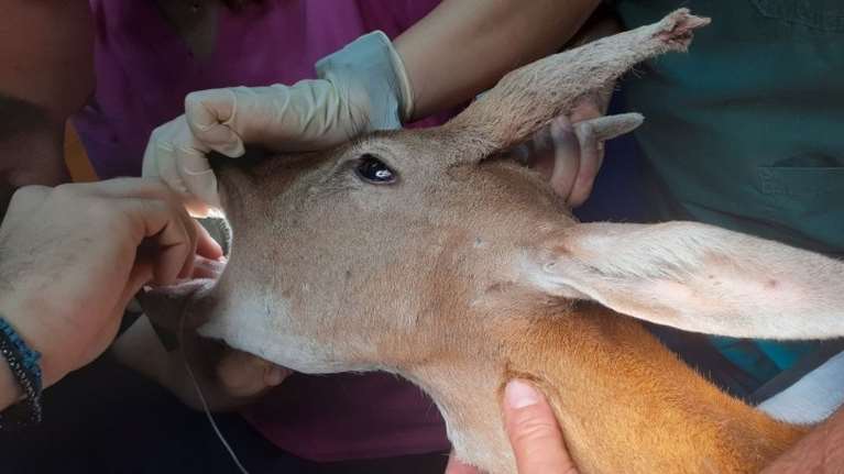 Ρόδος: Χειρουργήθηκε και είναι καλά το ελαφάκι που σώθηκε από τη φωτιά [Εικόνες]