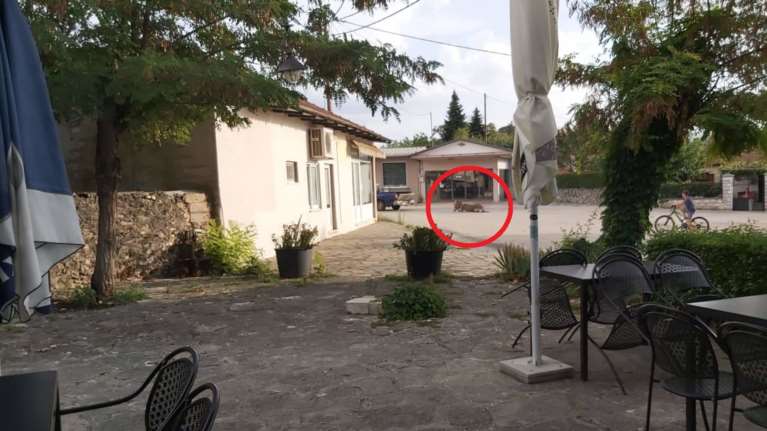 Φωτογραφία-ντοκουμέντο &quot;καίει&quot; τον αντιδήμαρχο Ζίτσας: Είχε δέσει το γαϊδουράκι πίσω από το αγροτικό και το έσερνε