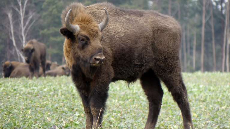 ΗΠΑ: Εξαγριώθηκε ο βίσονας και όρμησε σε οικογένεια που τον είχε πλησιάσει επικίνδυνα [βίντεο]