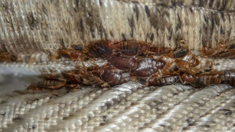 Ανησυχία για τους κοριούς: Νέο κρούσμα σε ξενοδοχείο στο κέντρο της Αθήνας - &quot;Χρειάστηκε νοσηλεία το παιδί μου&quot;