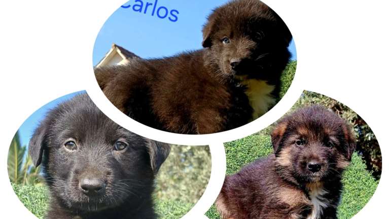 Carlos, Beauty, Ariel: Αλλα τρία μωρά που σαράντισαν στον Μαραθώνα - Μόλις τριών ημερών τα πέταξαν σε κάδο απορριμμάτων...