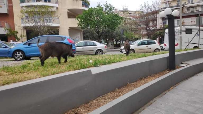 Απίστευτες εικόνες στη Θεσσαλονίκη: Αγριογούρουνα κόβουν βόλτες στην πόλη ψάχνοντας φαγητό