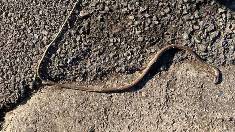 Τρίκαλα: Κλείνει σχολείο όπου εντοπίστηκαν πάνω από 4 φίδια - Λόγω της κακοκαιρίας