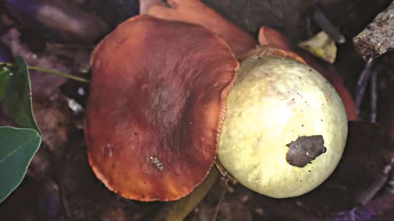 Προσοχή: Μανιτάρια - δηλητήριο έστειλαν στο νοσοκομείο 5 ανθρώπους στην Κρήτη