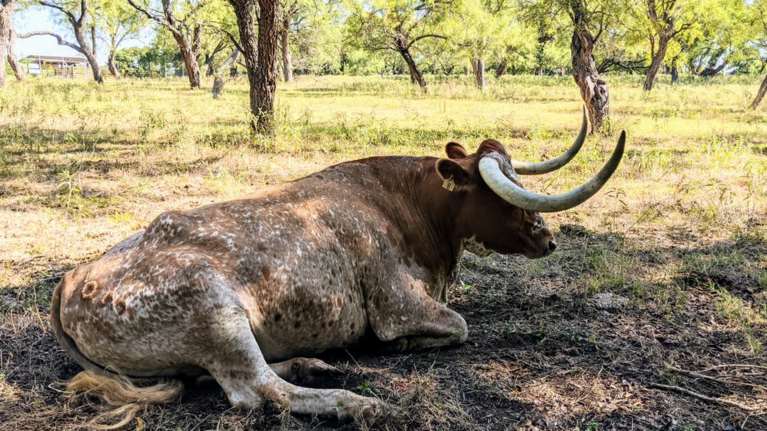 Απίστευτο περιστατικό στην Λάρισα: Δύο άτομα τραυματίστηκαν από επίθεση... ταύρου