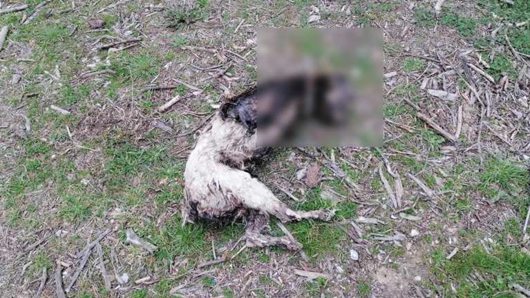 Καβάλα: Σκυλί υπέστη φριχτό βασανισμό - Βρέθηκε νεκρό σε ερημική περιοχή [ΣΚΛΗΡΕΣ ΕΙΚΟΝΕΣ]