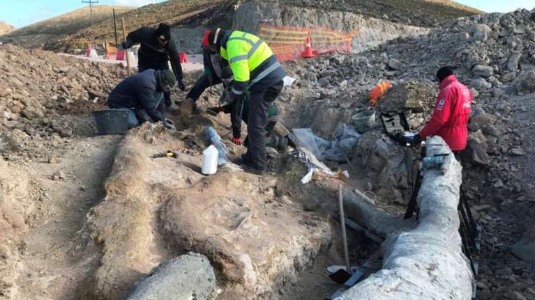 Λέσβος: Εντοπίστηκε εντυπωσιακό απολιθωμένο δέντρο με τα κλαδιά του σε ανασκαφή [εικόνες]