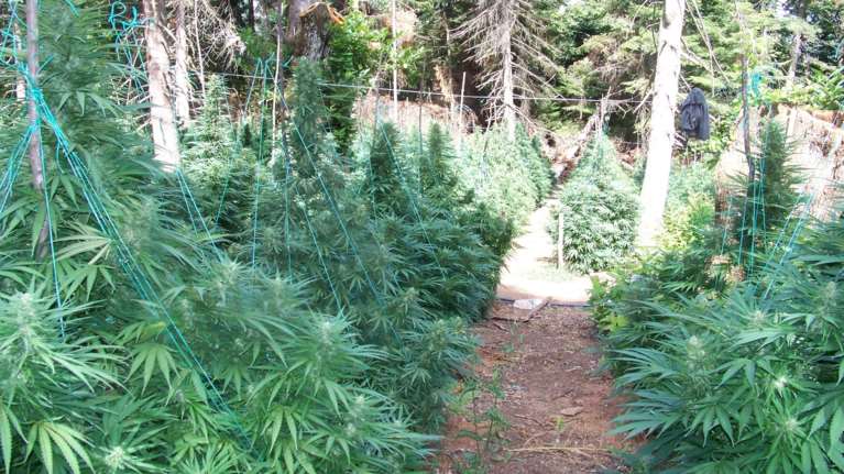 "Ναρκο-πολιτεία" στον Ολυμπο: 40 στρέμματα κάνναβης με... αυτόματο πότισμα και "ξενώνες"