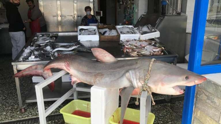 Νάξος: Ανάρπαστος ο καρχαρίας 75 κιλών - Πουλήθηκε μέσα σε λίγη ώρα [εικόνες]