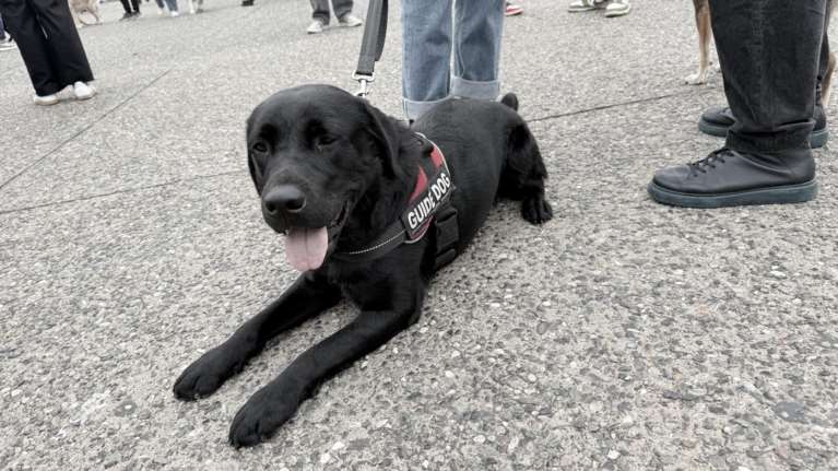 Oh my dog: Πρωταγωνιστές οι πιο πιστοί φίλοι του ανθρώπου και η αξία της φιλοζωίας στο pet festival στη Θεσσαλονίκη