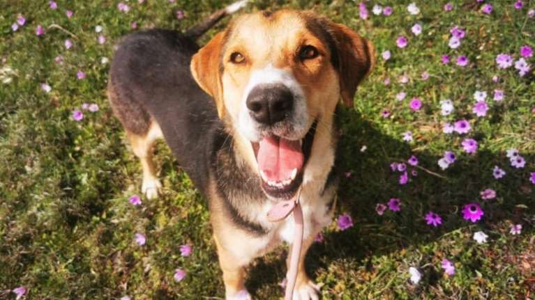 Σώστε ένα αδεσποτάκι: Η Λόνα, ένα μωρό, που μεγάλωσε απότομα στο στρατόπεδο τεθωρακισμένων Αυλώνα