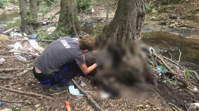 Κτηνωδία στη Φλώρινα: Πυροβόλησαν και σκότωσαν τρεις αρκούδες μέσα σε ένα μήνα - Η μία θήλαζε τα μικρά της