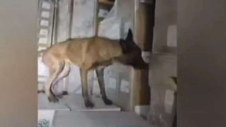 Ηγουμενίτσα: Ο δαιμόνιος "Βλαντ" του Λιμενικού εντόπισε ναρκωτικά αξίας 2.750.000 ευρώ σε φορτηγό [βίντεο]