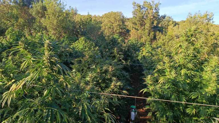 Χανιά: Συνελήφθησαν δύο αλλοδαποί για καλλιέργεια δενδρυλλίων κάνναβης