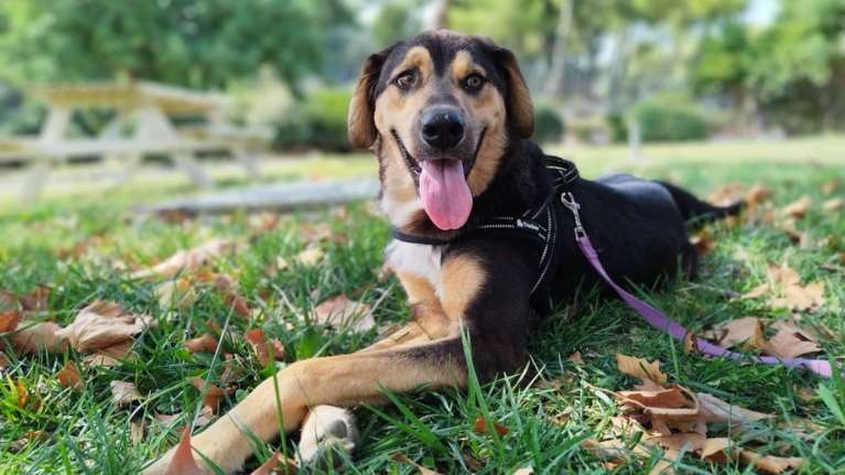 Ο Μπάτον: Σκυλούδια σαν αυτόν υπάρχουν άπειρα, απλά για το κάθε ένα, δεν υπάρχουν άπειρες ζωές, υπάρχει μόνο μία, η δική τους