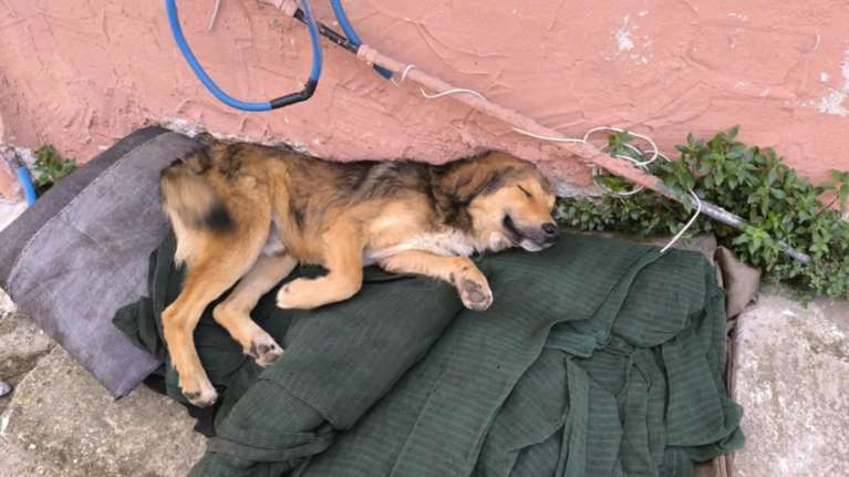 Ο μικρός είναι ο μόνος που επέζησε από φόλες μετά από μεγάλο αγώνα - Τα αδερφάκια του δεν τα κατάφεραν