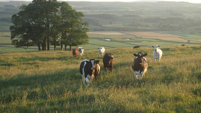 Γαλλία: Θανατηφόρα νόσος για τα βοοειδή εντοπίστηκε στη νότια Ευρώπη- Προέρχεται από σκνίπα