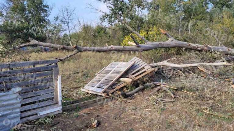 Τραγωδία στη Λάρισα: Δέντρο καταπλάκωσε και σκότωσε 78χρονη γυναίκα [Εικόνες, βίντεο]