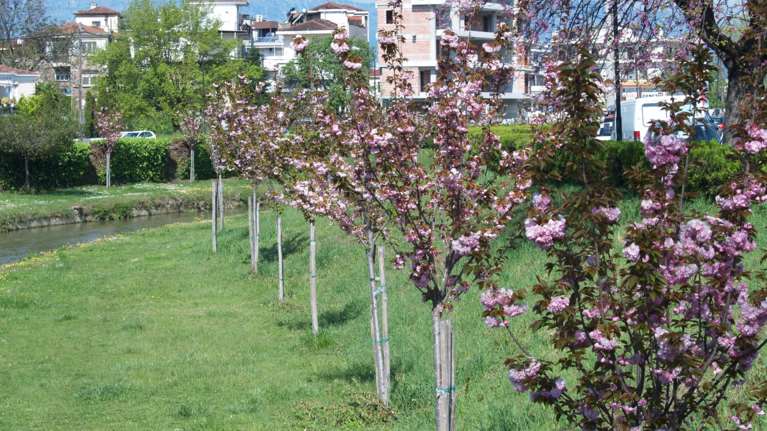 Οι κερασιές άνθισαν και φέτος στα Τρίκαλα - Πιο &quot;πράσινο&quot; το ποτάμι της πόλης, μαγεύει τους επισκέπτες