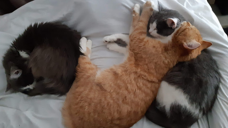 Κτηνωδία στον Άγιο Δημήτριο: Κρέμασαν γάτα και την έπνιξαν με θηλιά