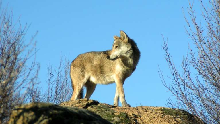 Λύκος στον Διόνυσο: Τι πρέπει να κάνετε αν τον συναντήσετε - Οδηγίες της "Καλλιστώ" για τη βόλτα με το κατοικίδιο