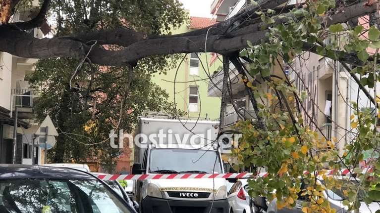 Κακοκαιρία στη Βόρεια Ελλάδα: Έπεσαν δέντρα στη Θεσσαλονίκη - Προβλήματα σε Πιερία και Ημαθία [εικόνες]