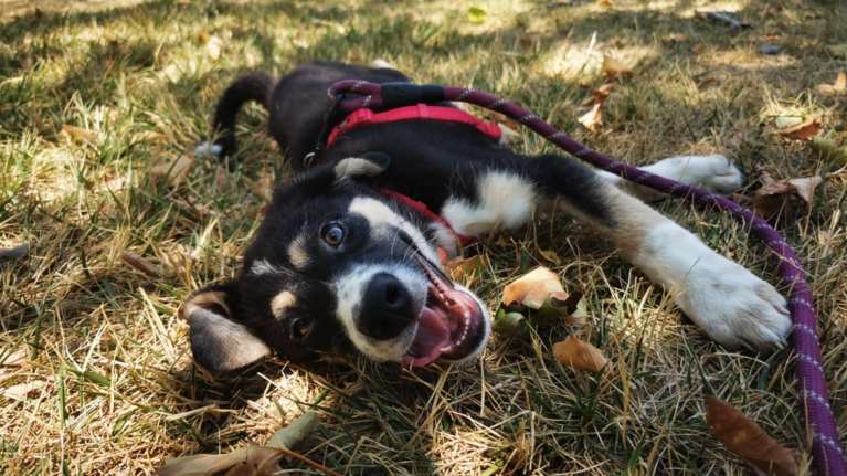 Γεννήθηκε αδέσποτη και άνθρωπο δεν είχε δει ποτέ - Η Σουζάνα τώρα πια χαμογελάει, κουνάει την ουρά της και θα θριαμβεύσει