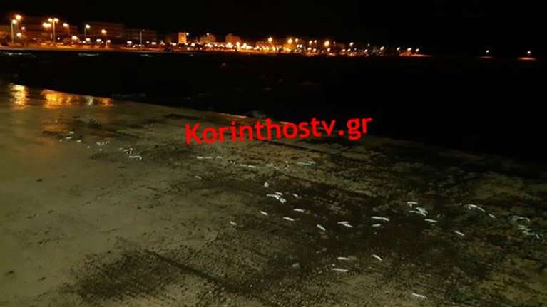 Κόρινθος: Γέμισε με δεκάδες νεκρά ψάρια η παραλία του Αγίου Νικολάου [εικόνες]