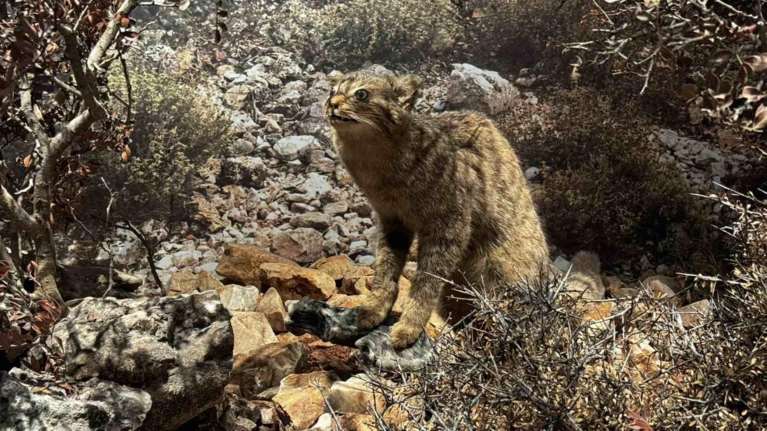 Κρητικός αγριόγατος: Σπάνιο &quot;κλικ&quot; του επιβλητικού αιλουροειδούς - Άγριο και σαρκοφάγο [εικόνες]