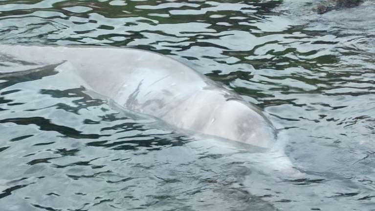 Δυσάρεστα νέα για τη φάλαινα &quot;Ζιφιός&quot; - Ξανά στα ρηχά στη Σαλαμίνα - &quot;Σημαίνει ότι υποφέρει&quot; [Βίντεο]