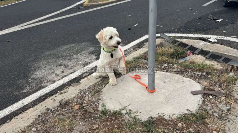 Ο σκύλος νεκρού οδηγού στη Λαμία διασώθηκε και τον περίμενε... κλαίγοντας [εικόνες - βίντεο]