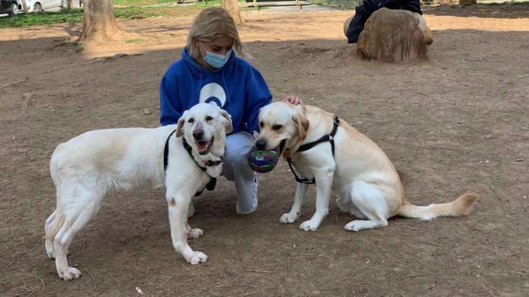 Αποστρατεύτηκε η &quot;Χιονονιφάδα&quot;: Το λαμπραντόρ της αστυνομίας με 12 χρόνια μάχιμης υπηρεσίας στα εκρηκτικά