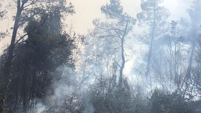 Σε ύφεση η πυρκαγιά στο Άγιον Όρος - Ολονύχτια μάχη με τις φλόγες