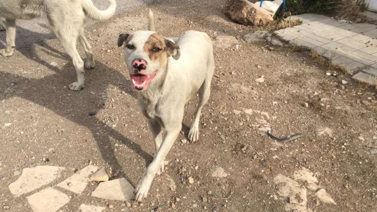 Το πιο &quot;ροζ&quot; χαμόγελο που έχετε δει ποτέ βρίσκεται στον Ασπρόπυργο