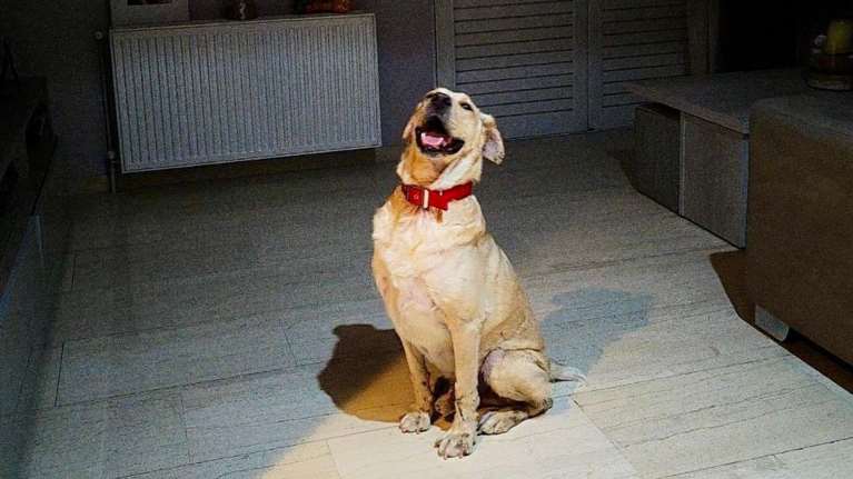 Ο Λάμπης εδώ και ένα χρόνο, πηγαίνει απο φιλοξενία σε φιλοξενία. Mένει σιωπηλός δίπλα σου, χωρίς να απαιτεί τίποτα