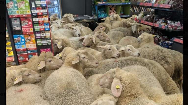 Γερμανία: Πρόβατα εισέβαλαν σε σουπερμάκετ στη Βαυαρία και προκάλεσαν χάος [βίντεο]