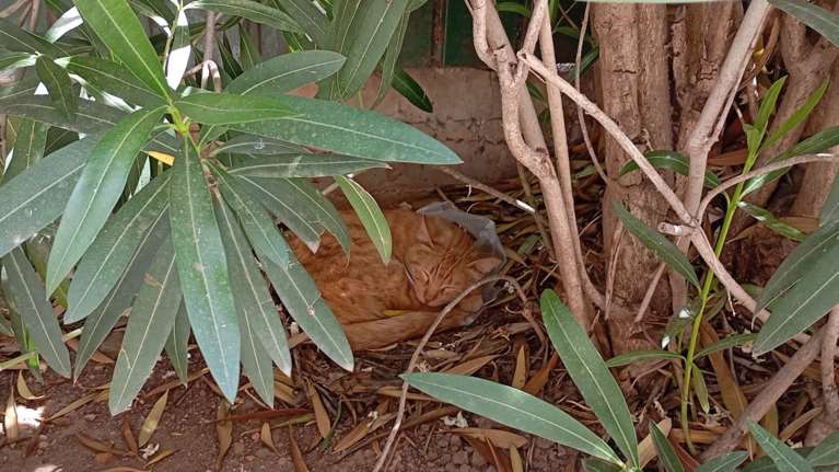 Γυναίκα τιμωρήθηκε με πρόστιμο επειδή η γάτα της επισκέπτεται συνεχώς τον γείτονά της