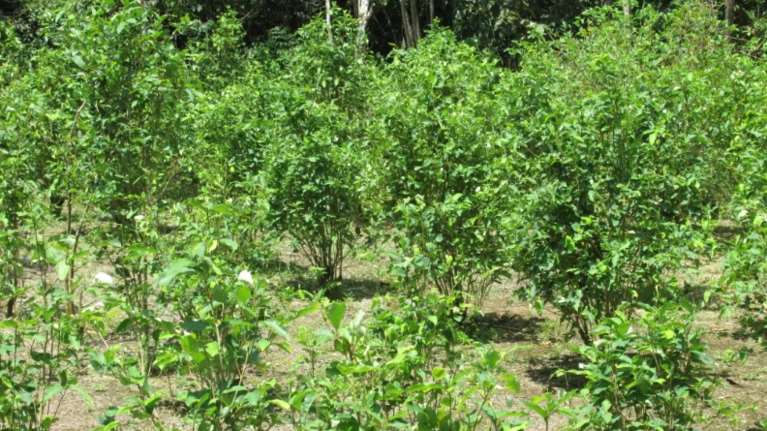 Κολομβία: Ιστορικό ρεκόρ των καλλιεργειών κόκας - &quot;Απέτυχε ο πόλεμος κατά των ναρκωτικών&quot;