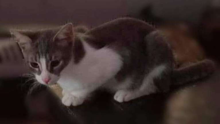 O Μάννυ βρέθηκε παρατημένος σε μια κούτα στον δρόμο με τη μανούλα του και όλα του τα αδερφάκια