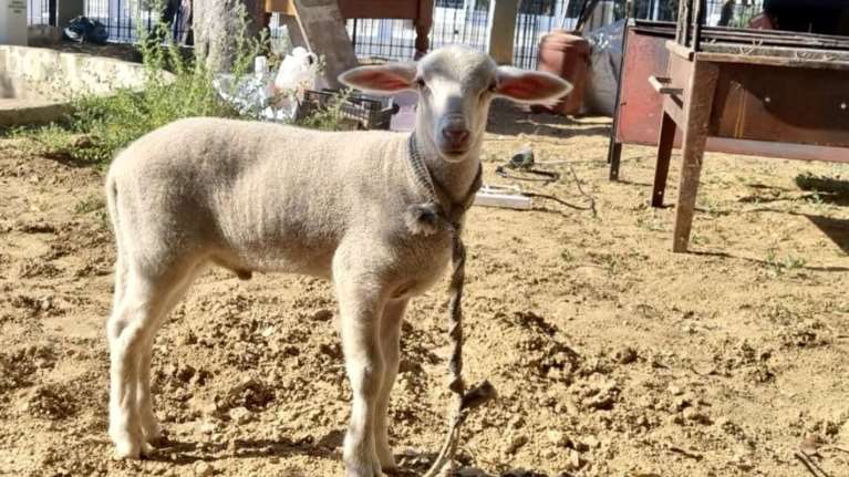 Απίστευτο περιστατικό στο Κερατσίνι: Πήγαν αρνάκι για σφαγή και ψήσιμο σε προαύλιο εκκλησίας