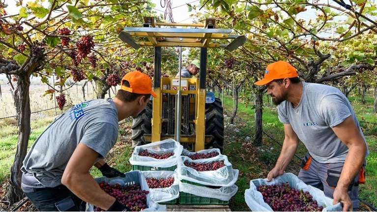 ZEUS Ακτινίδια: Η ελληνική εξαγωγική υπερδύναμη από την Πιερία που είναι το Nο.1 στη Μεγάλη Βρετανία