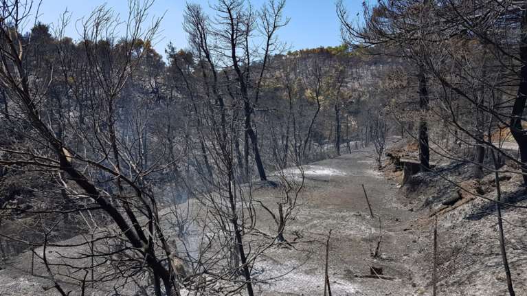 Δασικές πυρκαγιές: Αποκαλυπτικά στοιχεία - Αυξήθηκαν κατά 43% στη χώρα - 500% αύξηση της καμένης έκτασης