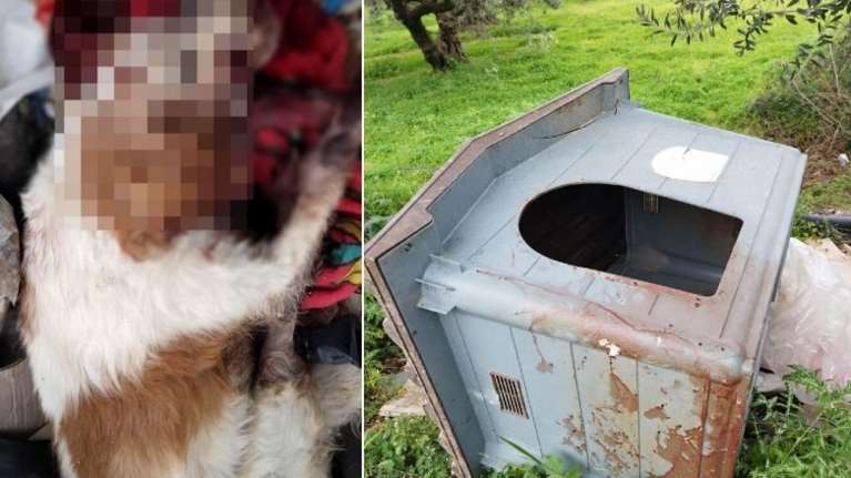 Σούδα: Άγρια δολοφονία σκύλου - Τον βασάνισαν και τον πέταξαν δίπλα σε σκουπίδια και μπάζα [εικόνες]