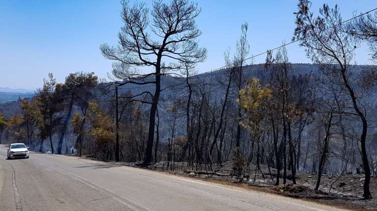 ΠΝΠ: Υποχρεωτικά αναδασωτέες όλες οι καμένες εκτάσεις - Αλλάζει ο &quot;χάρτης&quot; των δασικών υπηρεσιών