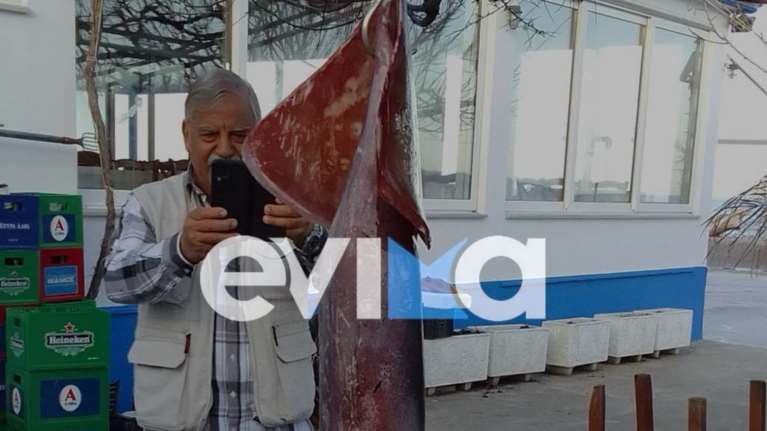 Εύβοια: Ιδιοκτήτης ψαροταβέρνας έπιασε τεράστιο καλαμάρι βάρους 15 κιλών