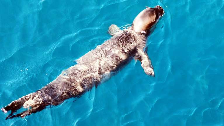 TheTOC: Αμοιβή 5.000 ευρώ για να συλληφθεί αυτός που σκότωσε τον &quot;Κωστή&quot; της Αλοννήσου