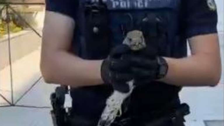 Αστυνομικός έσωσε μωρό γεράκι - Κατέρρευσε από τη ζέστη κοντά στη ΓΑΔΑ [βίντεο]