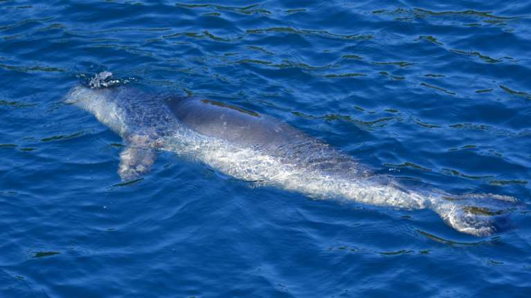 Τις 18.000 ευρώ έφτασε η αμοιβή για αυτόν που σκότωσε τον "Κωστή" στην Αλόννησο μετά την πρωτοβουλία του TheTOC