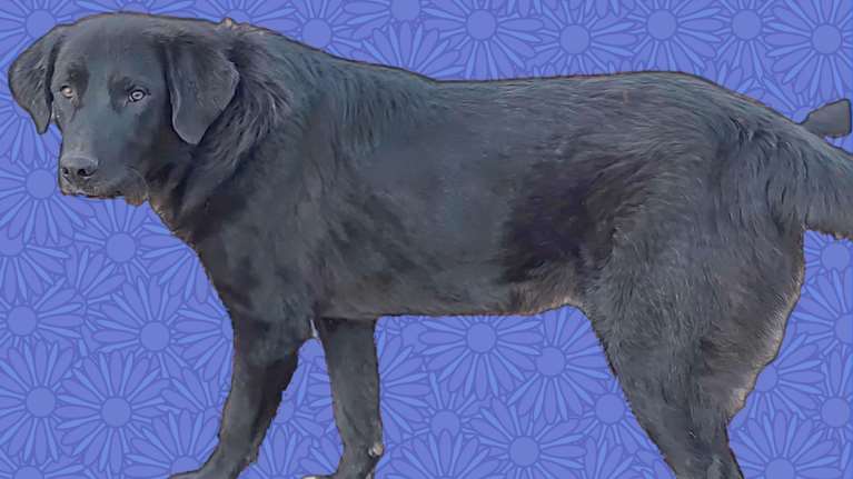 Ο Μαξ κάτι ανάμεσα σε  λαμπραντόρ με ποιμενικό: Μια μορφή από μόνος του